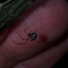 Theridion pyramidale (Tangle-web spider) at Aranda, ACT - 19 Oct 2024 by Jubeyjubes