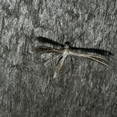 Pterophoridae (family) at Aranda, ACT - 19 Oct 2024 07:02 PM