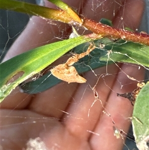 Philoponella congregabilis at Aranda, ACT - 19 Oct 2024