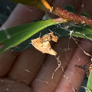 Philoponella congregabilis at Aranda, ACT - 19 Oct 2024