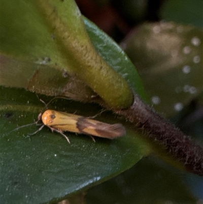 Stathmopoda crocophanes (Yellow Stathmopoda Moth) at Aranda, ACT - 19 Oct 2024 by Jubeyjubes