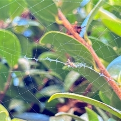 Araneidae (family) (Orb weaver) at Aranda, ACT - 19 Oct 2024 by Jubeyjubes