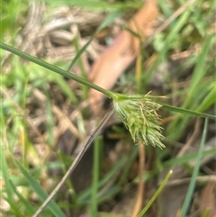 Carex inversa (Knob Sedge) at Bendoura, NSW - 19 Oct 2024 by JaneR