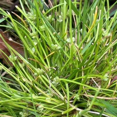 Isolepis gaudichaudiana (Benambra Club-sedge) at Bendoura, NSW - 19 Oct 2024 by JaneR