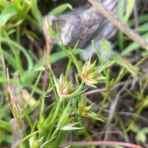 Juncus capitatus at Bendoura, NSW - 19 Oct 2024