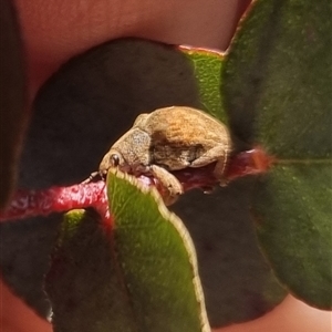 Gonipterus sp. (genus) at Bungendore, NSW - suppressed