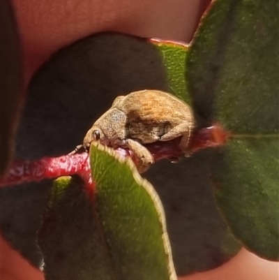 Gonipterus sp. (genus) (Eucalyptus Weevil) at Bungendore, NSW - 19 Oct 2024 by clarehoneydove