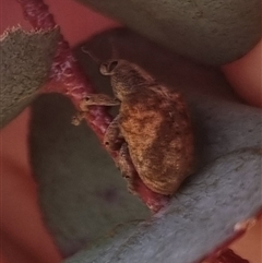 Gonipterus sp. (genus) at Bungendore, NSW - suppressed