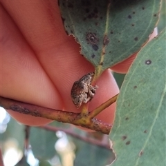 Gonipterus sp. (genus) (Eucalyptus Weevil) at Bungendore, NSW - 10 Oct 2024 by clarehoneydove