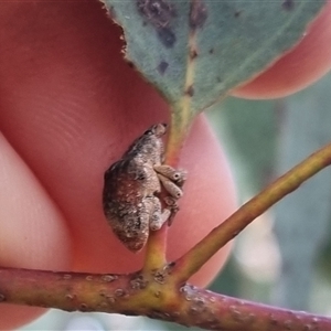 Gonipterus sp. (genus) at Bungendore, NSW - suppressed