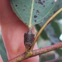 Gonipterus sp. (genus) at Bungendore, NSW - suppressed