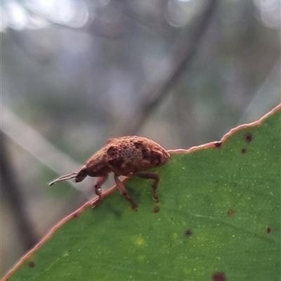 Gonipterus sp. (genus) (Eucalyptus Weevil) at Bungendore, NSW - 11 Oct 2024 by clarehoneydove