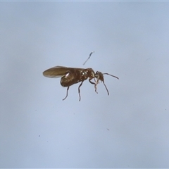 Formicidae (family) (Unidentified ant) at Macarthur, ACT - 19 Oct 2024 by RodDeb