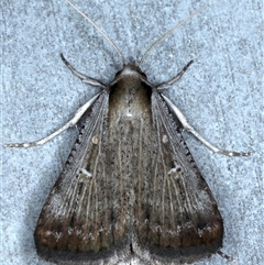 Tathorhynchus fallax (Australian Alfalfa Moth) at Rosedale, NSW - 18 Oct 2024 by jb2602