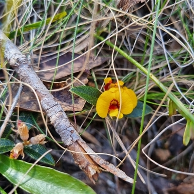 Mirbelia platylobioides (Large-flowered Mirbelia) at Monga, NSW - 17 Oct 2024 by clarehoneydove