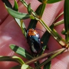 Unidentified Leaf beetle (Chrysomelidae) at Monga, NSW - 17 Oct 2024 by clarehoneydove