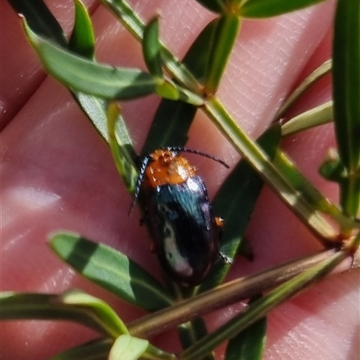 Unidentified Leaf beetle (Chrysomelidae) at Monga, NSW - 17 Oct 2024 by clarehoneydove