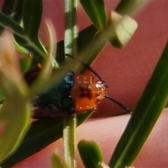 Lamprolina discoidalis at suppressed - suppressed