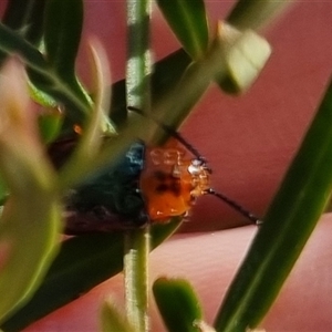 Lamprolina discoidalis at suppressed - suppressed