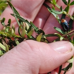 Lamprolina discoidalis at suppressed - suppressed