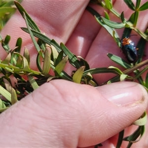 Lamprolina discoidalis at suppressed - suppressed