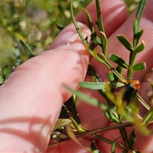 Lamprolina discoidalis at suppressed - suppressed