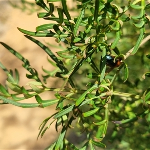 Lamprolina discoidalis at suppressed - suppressed