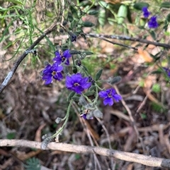 Dampiera lanceolata (Lance-leaf Dampiera) at Burrinjuck, NSW - 19 Oct 2024 by sduus