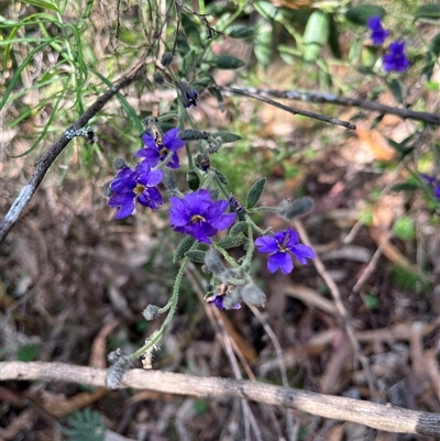 Dampiera lanceolata (Lance-leaf Dampiera) at Burrinjuck, NSW - 19 Oct 2024 by sduus