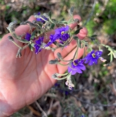 Dampiera lanceolata at Burrinjuck, NSW - 19 Oct 2024 05:32 PM