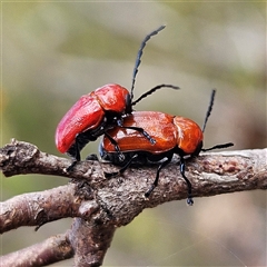 Aporocera (Aporocera) haematodes (A case bearing leaf beetle) at Bombay, NSW - 19 Oct 2024 by MatthewFrawley