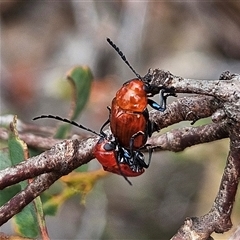 Aporocera (Aporocera) haematodes at Bombay, NSW - 19 Oct 2024