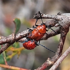 Aporocera (Aporocera) haematodes at Bombay, NSW - 19 Oct 2024