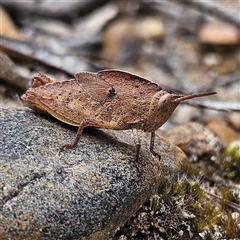 Goniaea australasiae (Gumleaf grasshopper) at Bombay, NSW - 19 Oct 2024 by MatthewFrawley