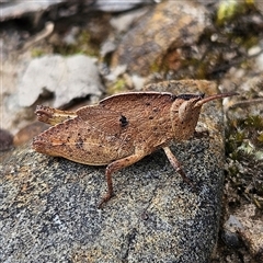 Goniaea australasiae at Bombay, NSW - 19 Oct 2024 12:02 PM