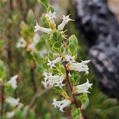 Brachyloma daphnoides (Daphne Heath) at Bombay, NSW - 19 Oct 2024 by MatthewFrawley