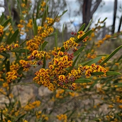 Daviesia mimosoides (Bitter Pea) at Braidwood, NSW - 19 Oct 2024 by MatthewFrawley