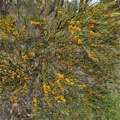 Daviesia mimosoides at Braidwood, NSW - 19 Oct 2024 12:29 PM