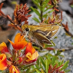 Taractrocera papyria (White-banded Grass-dart) at Braidwood, NSW - 19 Oct 2024 by MatthewFrawley