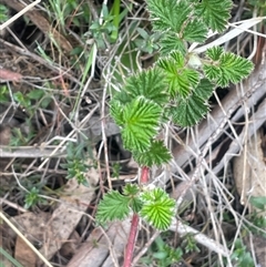 Rubus parvifolius (Native Raspberry) at Bendoura, NSW - 19 Oct 2024 by JaneR