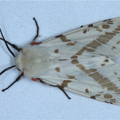 Ardices canescens (Dark-spotted Tiger Moth) at Rosedale, NSW - 18 Oct 2024 by jb2602