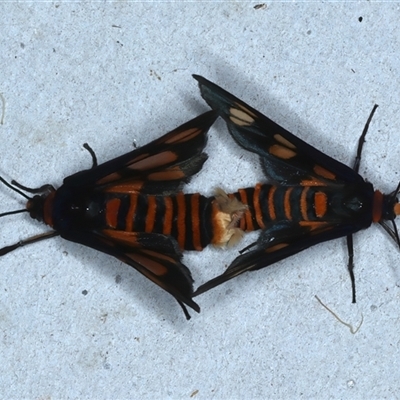 Amata (genus) (Handmaiden Moth) at Rosedale, NSW - 18 Oct 2024 by jb2602