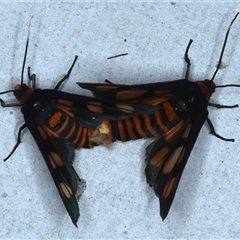 Amata (genus) at Rosedale, NSW - 18 Oct 2024 10:41 PM