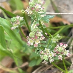 Poranthera microphylla (Small Poranthera) at Bendoura, NSW - 19 Oct 2024 by JaneR