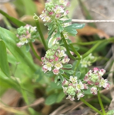 Poranthera microphylla (Small Poranthera) at Bendoura, NSW - 19 Oct 2024 by JaneR