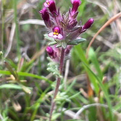 Parentucellia latifolia (Red Bartsia) at Bendoura, NSW - 19 Oct 2024 by JaneR