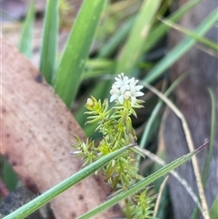 Asperula conferta (Common Woodruff) at Bendoura, NSW - 19 Oct 2024 by JaneR