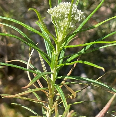 Cassinia longifolia (Shiny Cassinia, Cauliflower Bush) at Bendoura, NSW - 19 Oct 2024 by JaneR