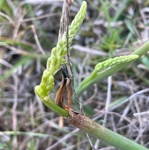 Microtis sp. at Bendoura, NSW - 19 Oct 2024