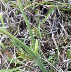 Microtis sp. at Bendoura, NSW - 19 Oct 2024